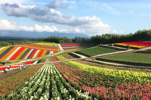 富良野