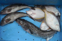 噴火湾フィッシング（海浜公園投げ釣り・大岸船釣り）
