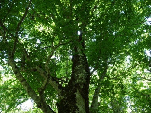 DSC00361