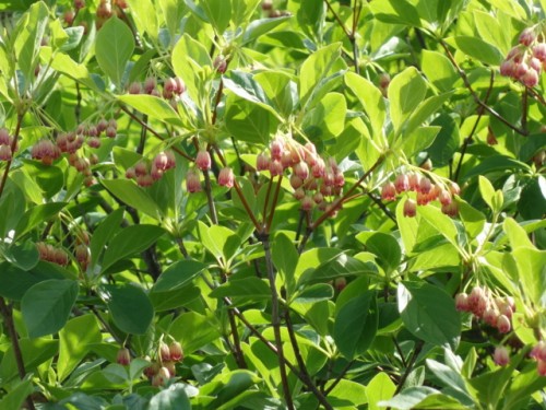 DSC00433