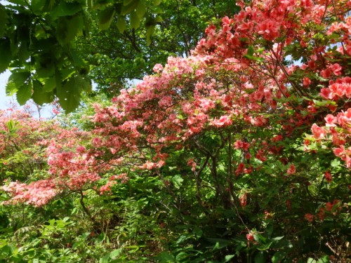 DSC00470