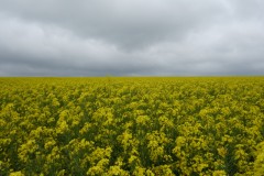 北海道　菜の花畑　