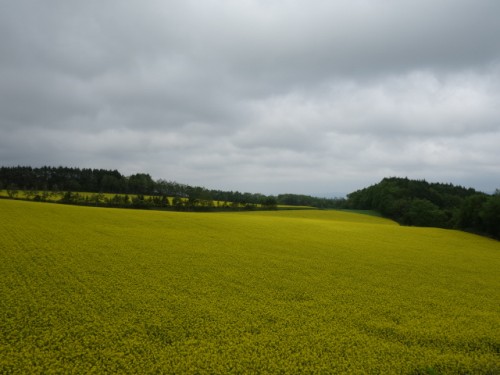 DSC00629