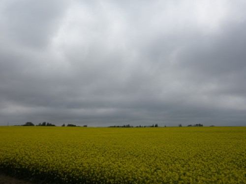 DSC00645