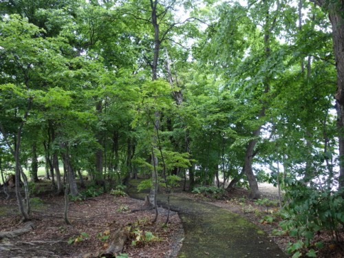 DSC00978
