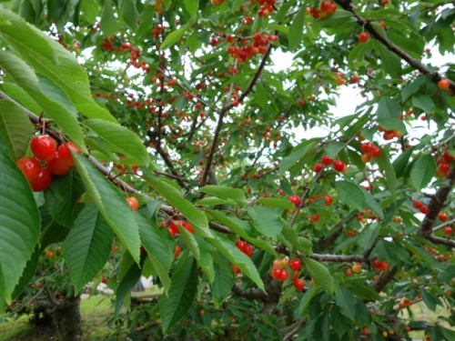 DSC01009