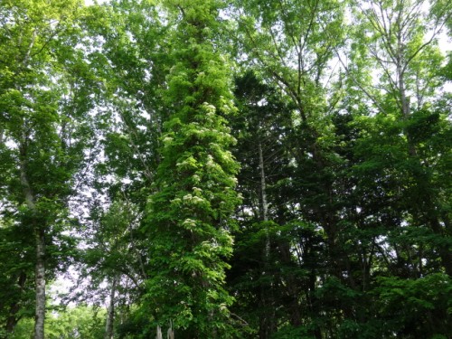 DSC01056