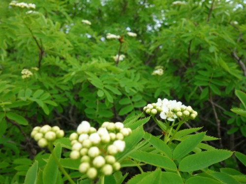 DSC01204