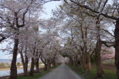 道南の桜ずくし　洞爺湖から１時間３０分～