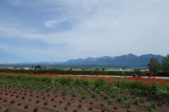 富良野　６月１５日シーズン前