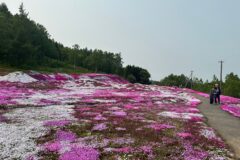 洞爺から車で1時間で行ける5月下旬ニセコの風景